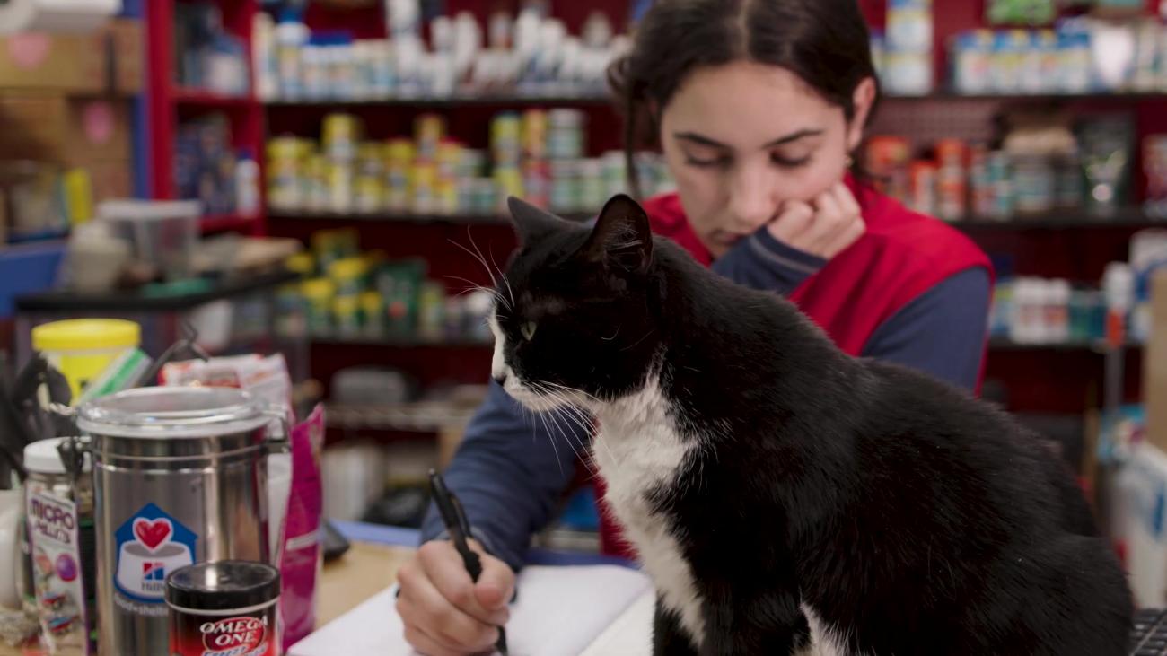 Lucy Girl, store counter with cat